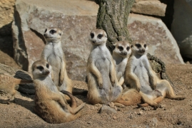 <p>SURIKATA (Suricata suricatta), ZOO Ústí nad Labem</p>